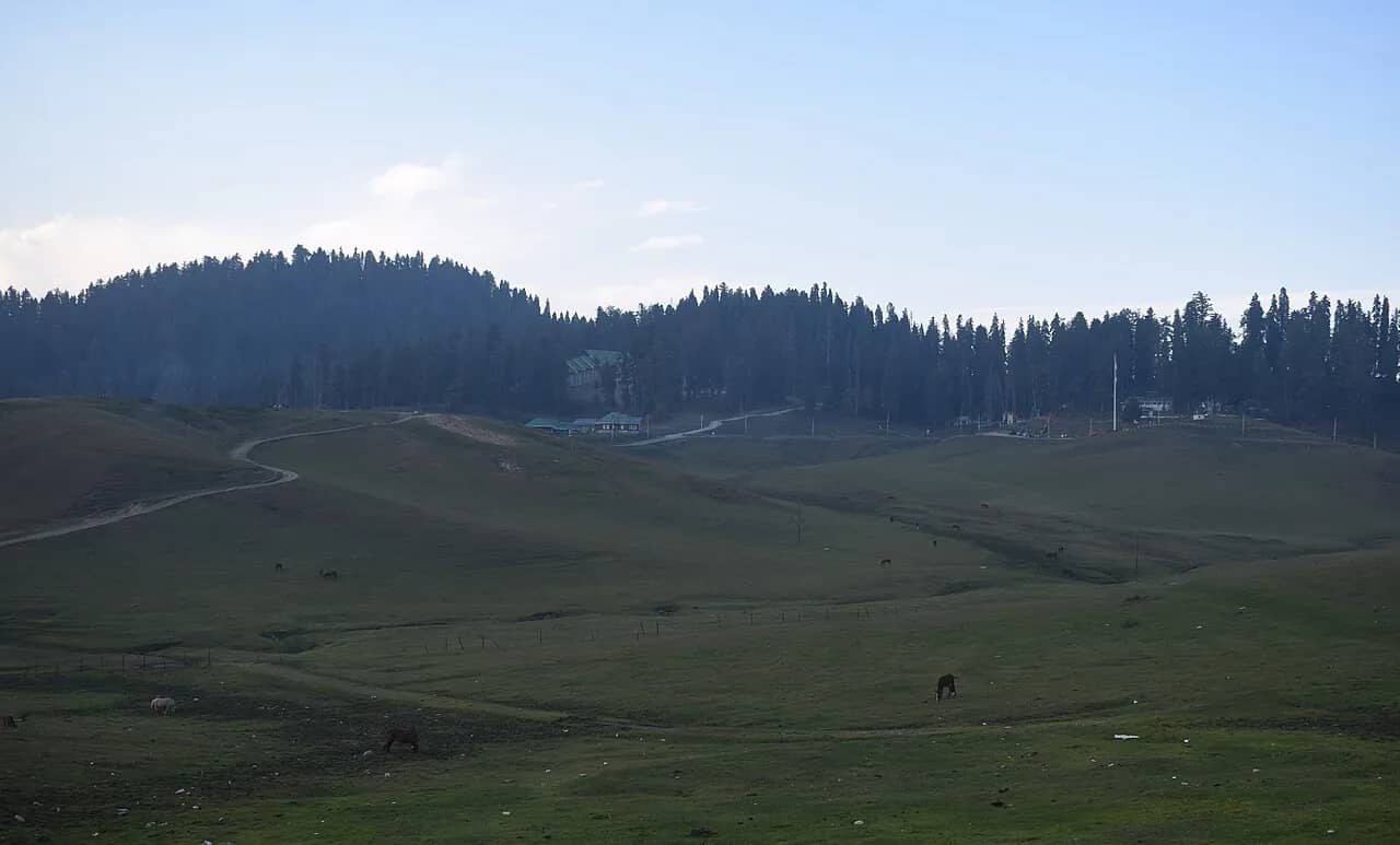 Green meadows of Gulmarg with pine forest