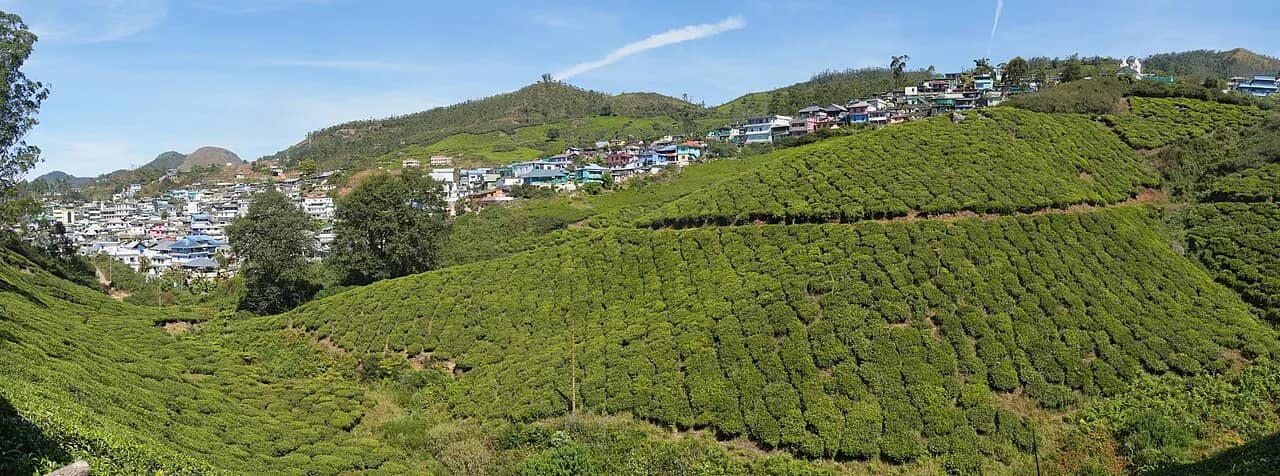 Tea plantations on the hills around Munnar