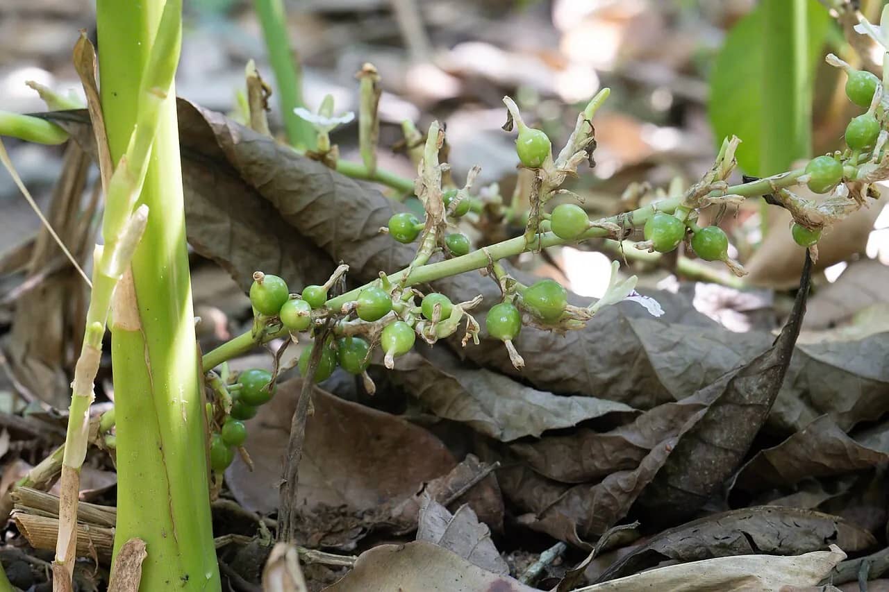 Cardamom plants at a spice plantation near Kumily
